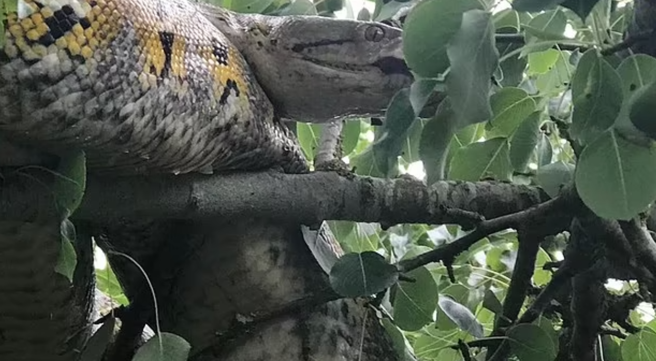 İngiltere'de yılan paniği! Vatandaşlar tedirgin